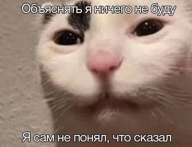 ***🖤***[Мемы с котами](https://t.me/hajimemes)