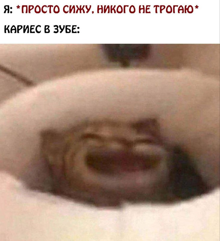 ***🖤***[Мемы с котами](https://t.me/hajimemes)