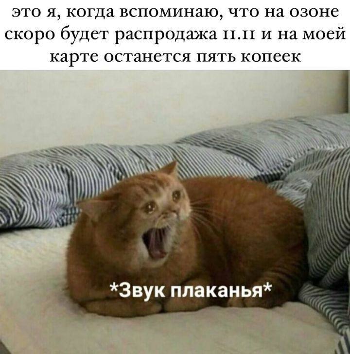 ***🖤***[Мемы с котами](https://t.me/hajimemes)