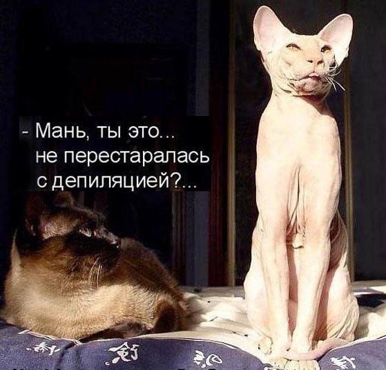 ***🖤***[Мемы с котами](https://t.me/hajimemes)