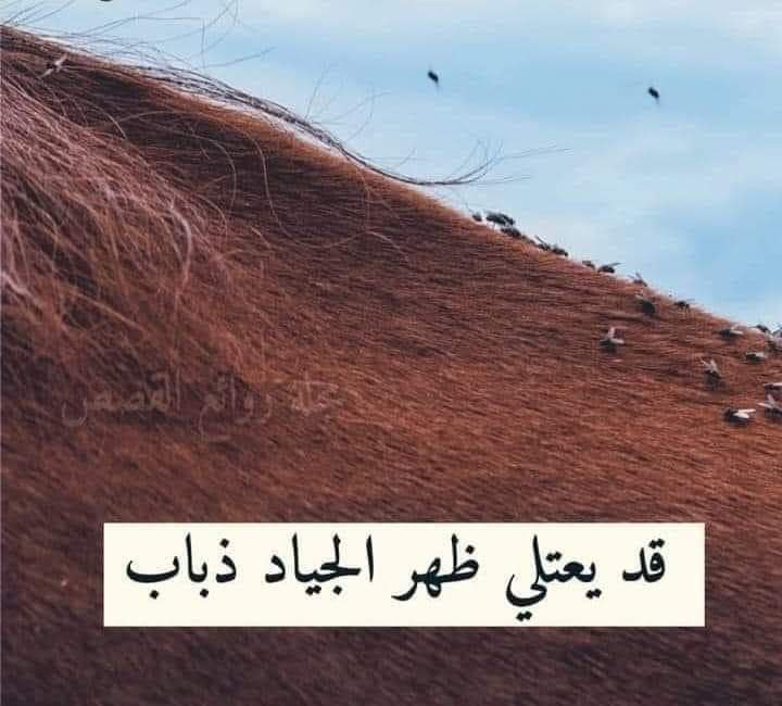 قــد يعتلِي ظهرَ الجيادِ ذبابُ