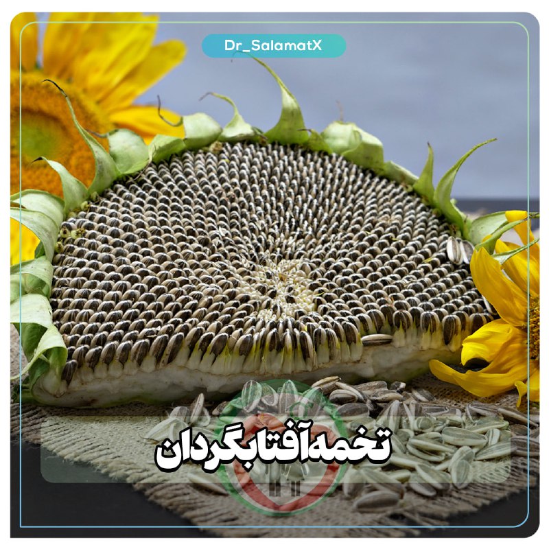 *****?*** آهن موجود درتخمه آفتابگردان باجوانه …