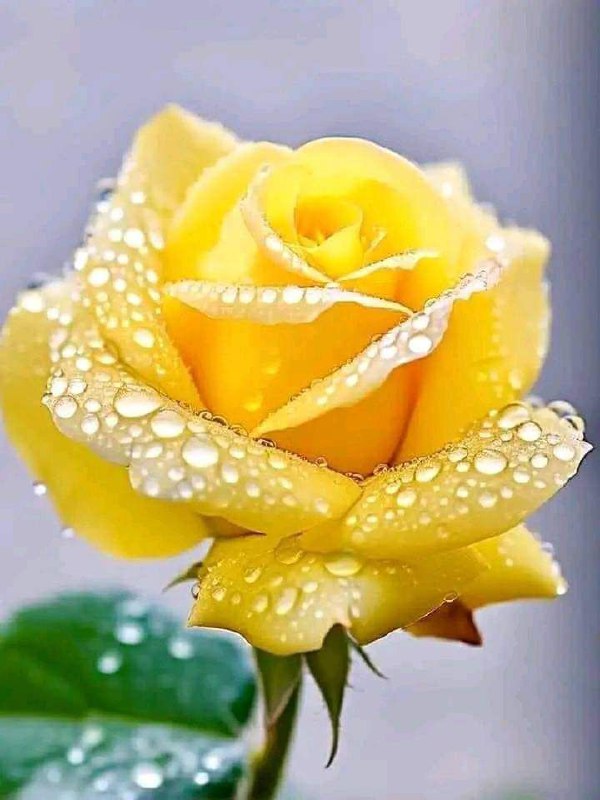 🌹🌺МУХАББАТ🩵💙ОШЁНИ🌺🌹