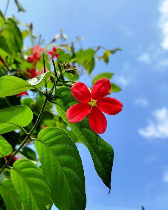 **اندکی عشق