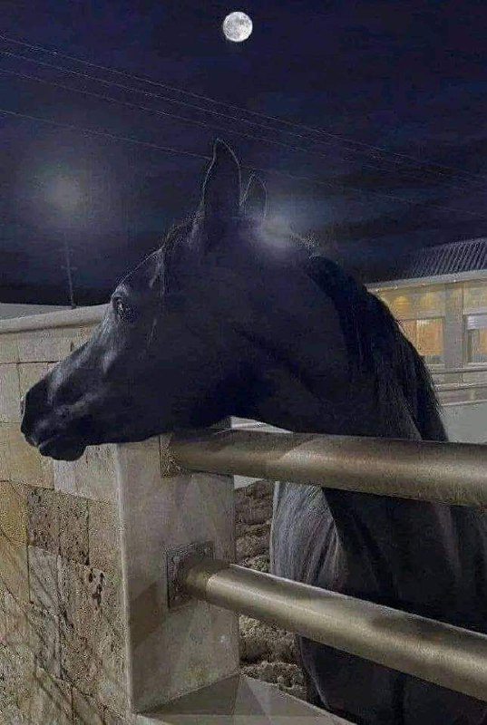 يقولون بُعدُ الدارِ يُنسيّ الغَوالِيَاَ