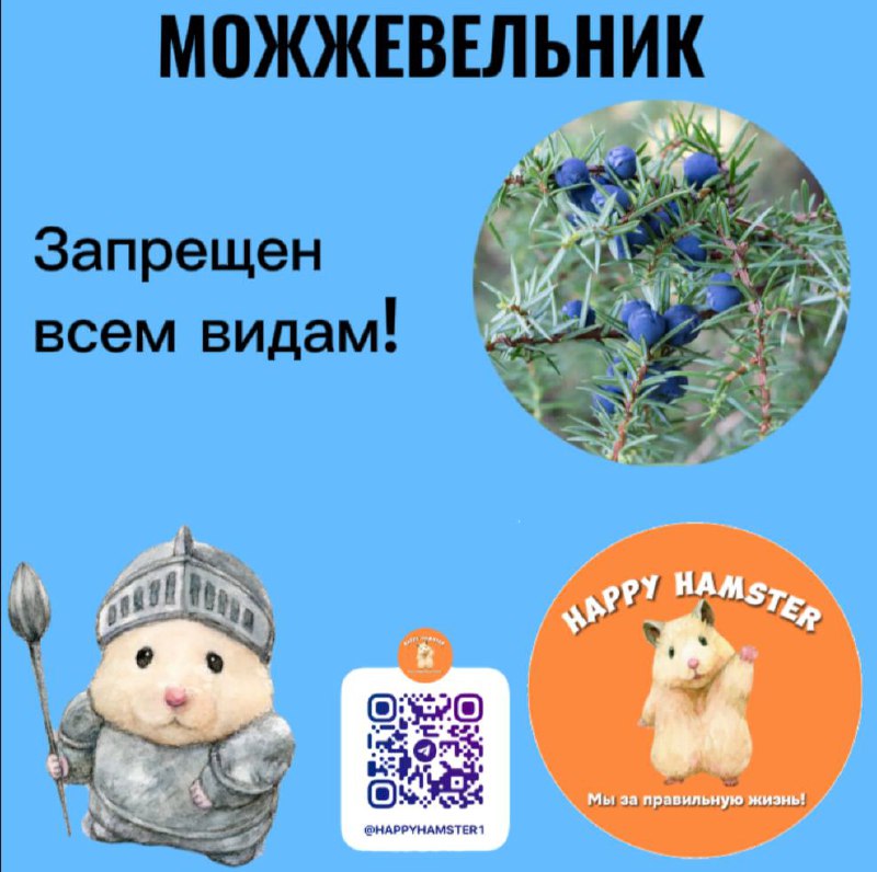 Можжевельник