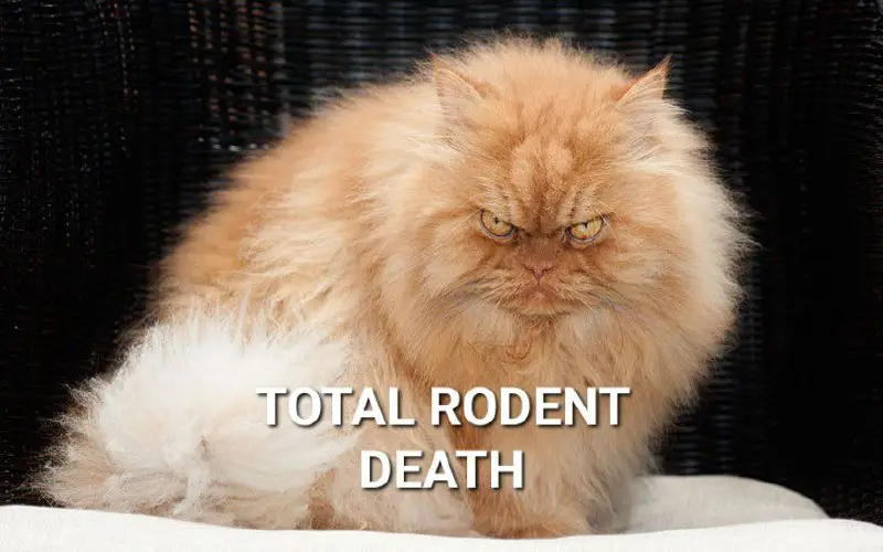 **TOTAL RODENT DEATH.**[*****🐈*** Happy Kitties**](http://t.me/HappyKitties)
