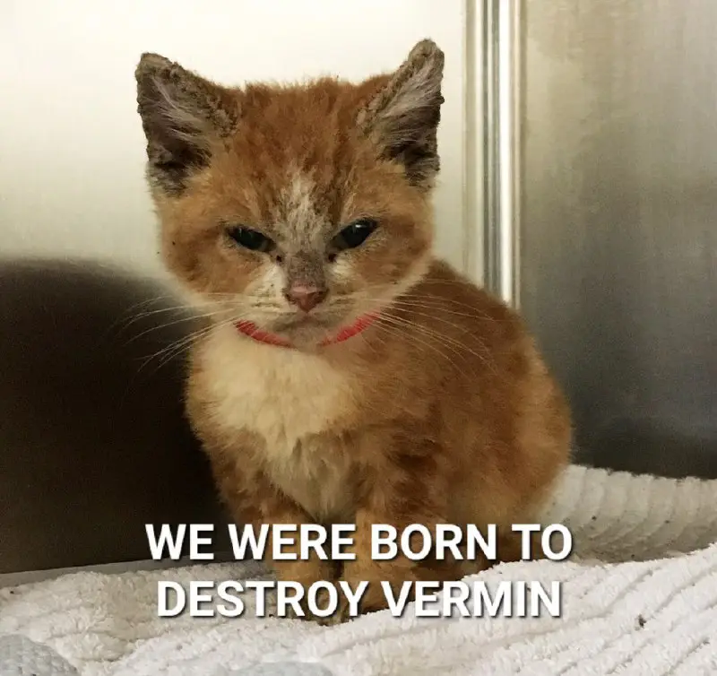 **We were born to destroy vermin.**[*****🐈*** …