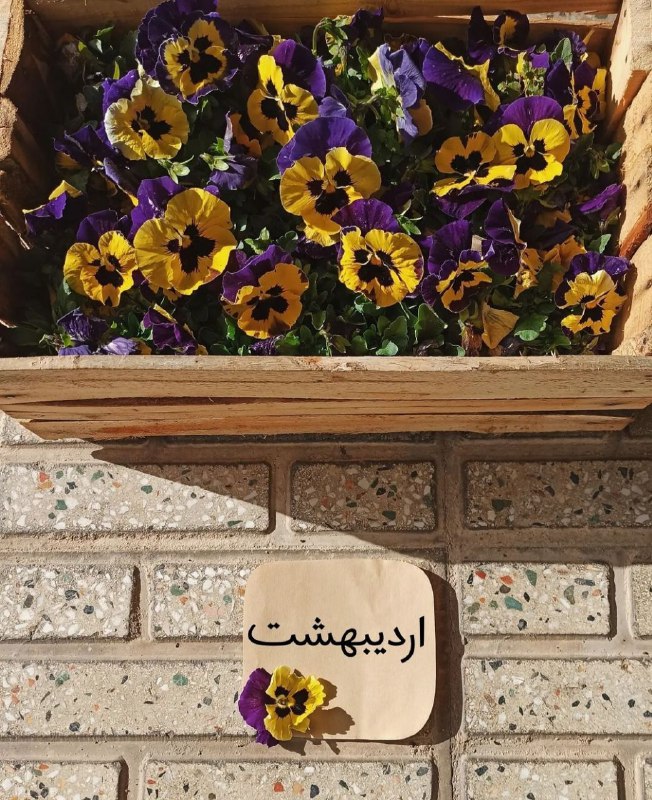 [#اردیبهشت](?q=%23%D8%A7%D8%B1%D8%AF%DB%8C%D8%A8%D9%87%D8%B4%D8%AA)