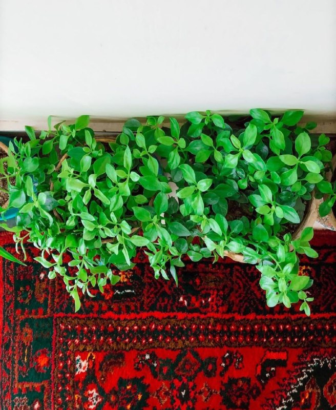 هاراگرام🌱