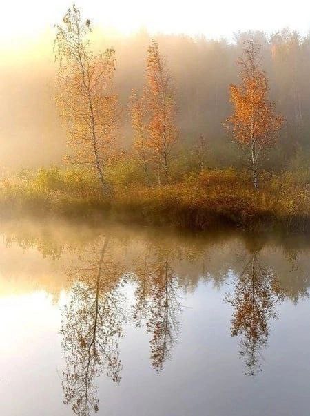 🌿Гармония Леса | Наедине с Природой