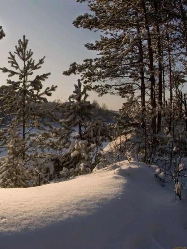 🌿Гармония Леса | Наедине с Природой