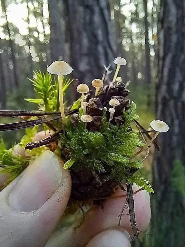 Un petit écosystème, une mini forêt …