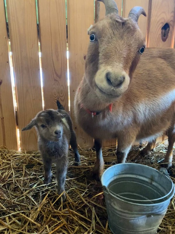 our first baby goat this year …