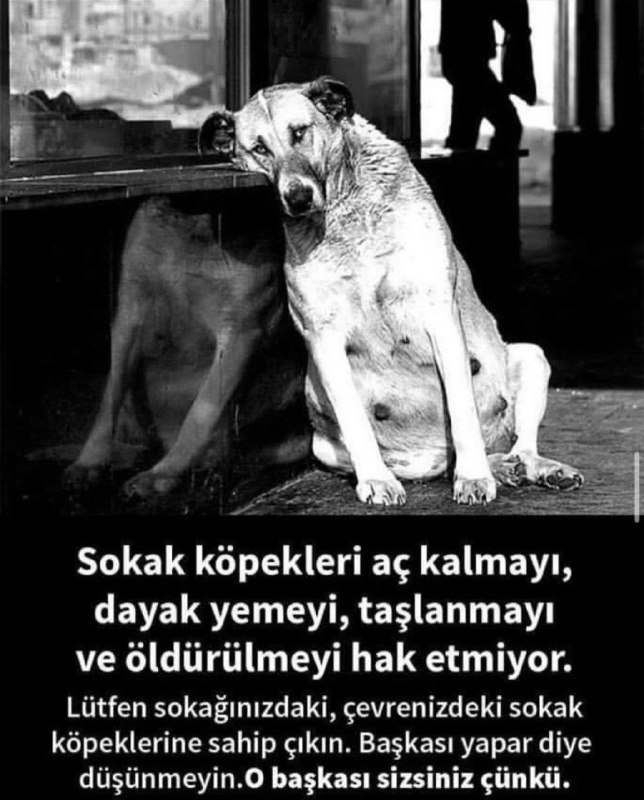 Bu masum hayvanların katline karar verenlerin …