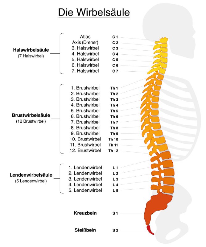 **Die Wirbel &amp; ihre Bedeutung**