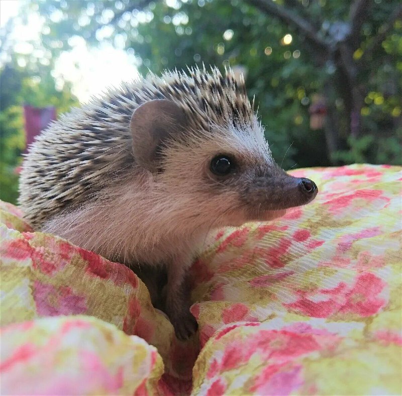 Ёжики | Beautiful Hedgehogs