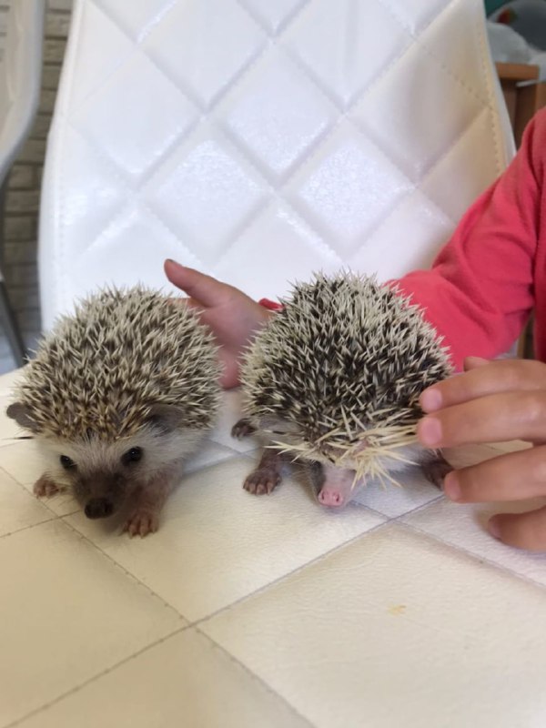 Ёжики | Beautiful Hedgehogs