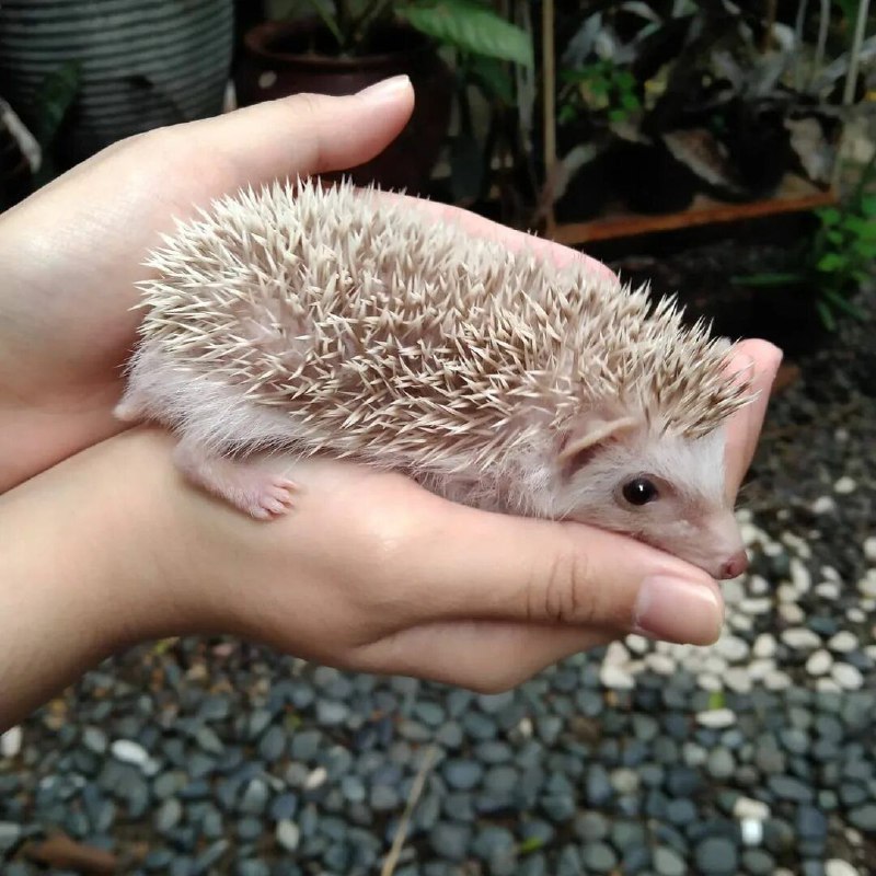 Ёжики | Beautiful Hedgehogs