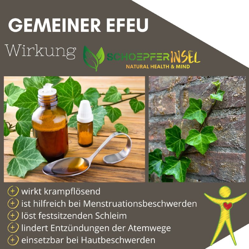 *****🍃***Efeu in der Heilkunde: Wirkung &amp; …