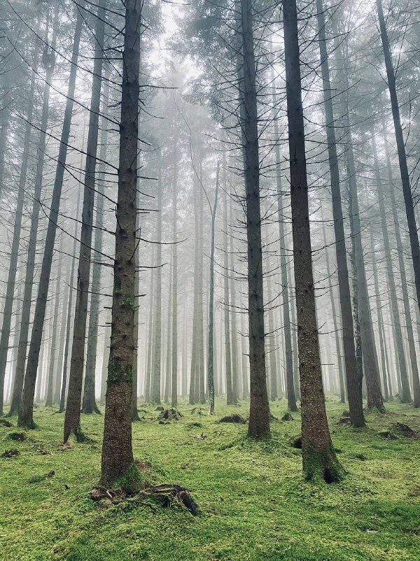 Novemberstimmung in unserem Zauberwald