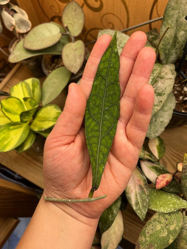 Hoya Clemensiorum long leaves