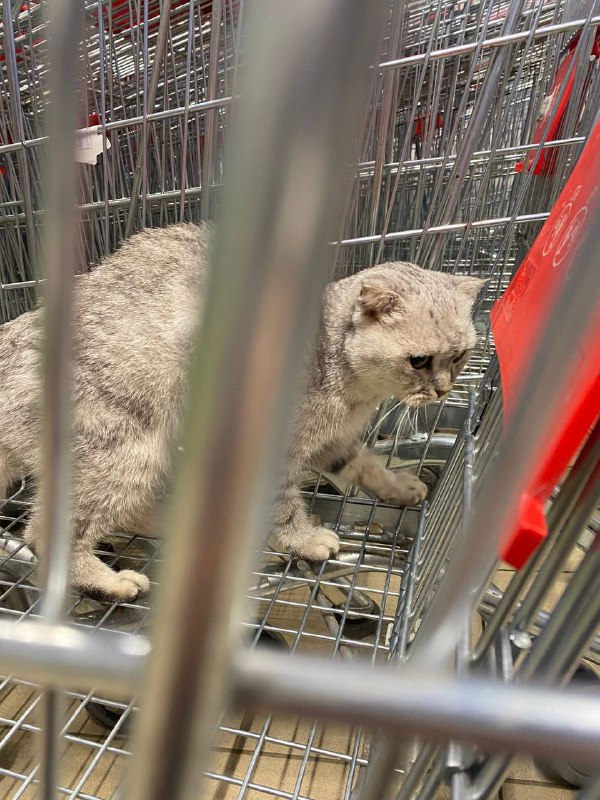 ПОТЕРЯШКИ,Волгоградская область 🐾