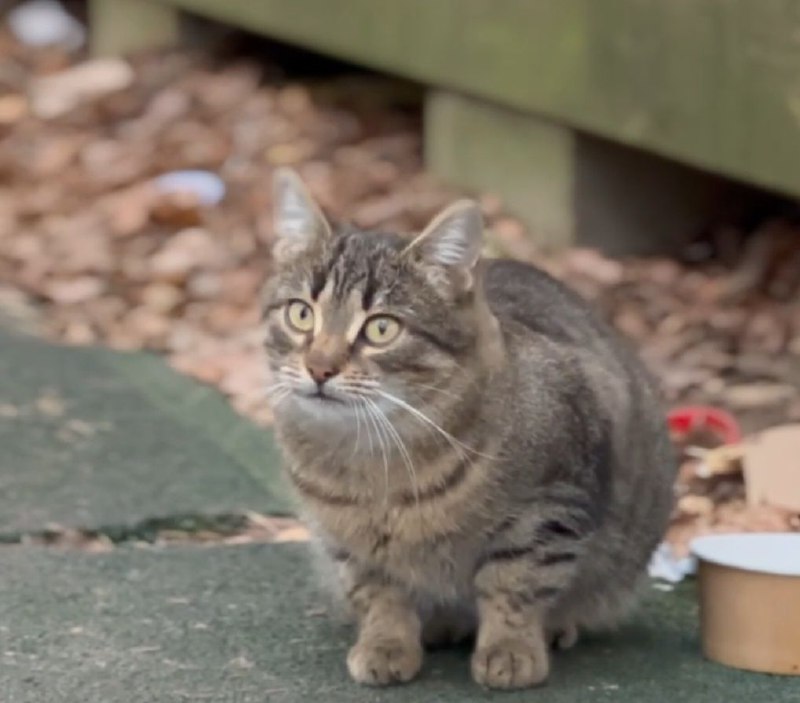 ПОМОЩЬ ЖИВОТНЫМ / HELPING ANIMALS