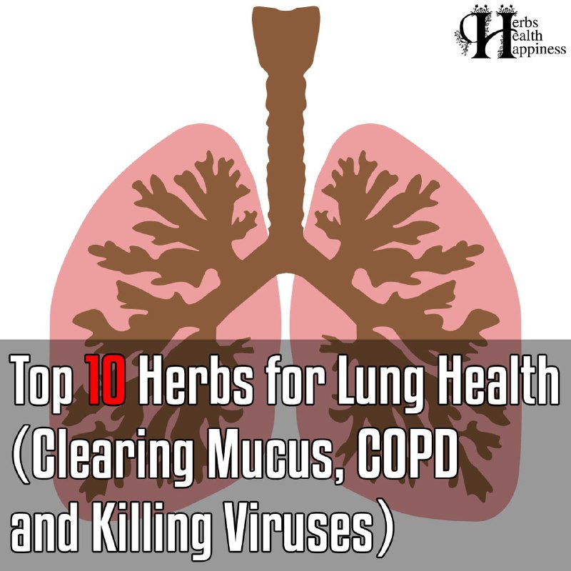 Top 10 Herbs For Lung Health, …