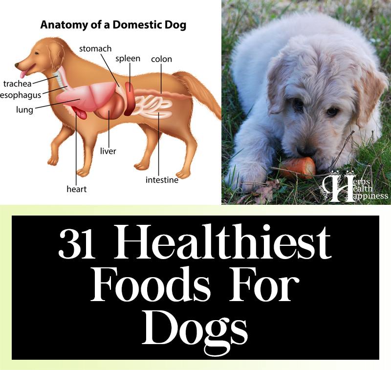 31 Healthiest Foods For Dogs ***🐕***