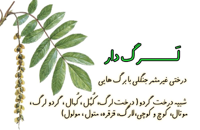 [‍](http://axnegar.fahares.com/axnegar/62b2e46265979c5bc741d635df46e310AgACAgQAAxkBCL98FWcs-bYdmgv6qGcmfpI-LU3LR2xPAAJRxDEbuFxpURPVF4AAAdOguAEAAwIAA3kAAzYE.jpg) ***?*** **لــــــــــــــرگ دار ، لَرگ …