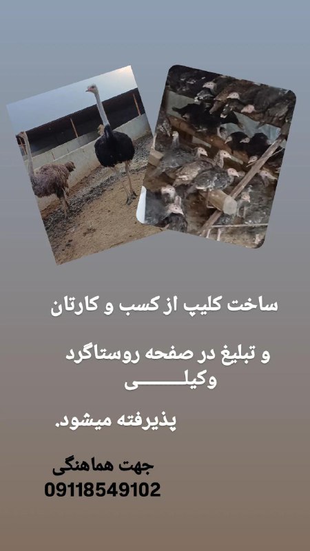 🌷هزارجریب شرق مازندران🌷