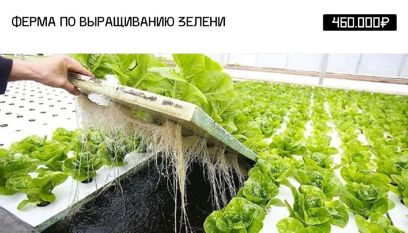 Бизнес Идея: Ферма по выращиванию зелени
