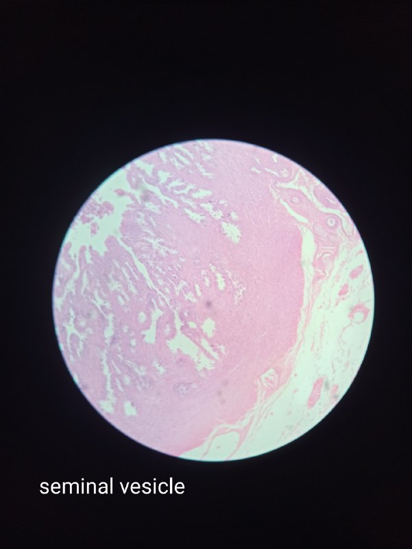 Histology slides 2nd year🔬