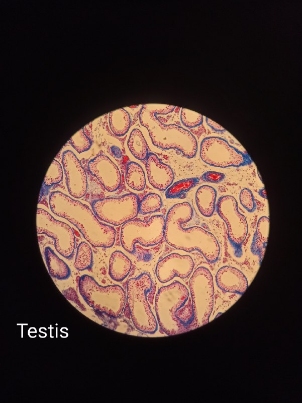 Histology slides 2nd year🔬