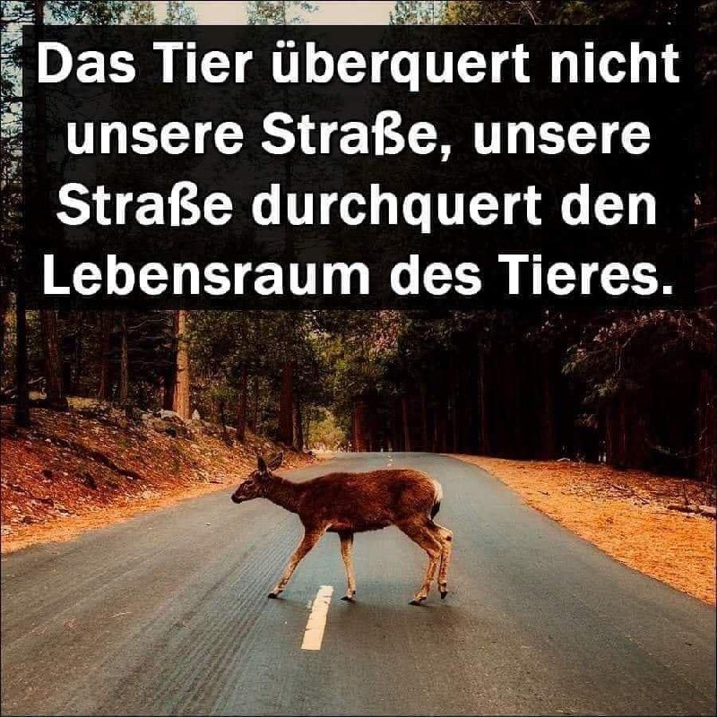 Holistische Tiergesundheit