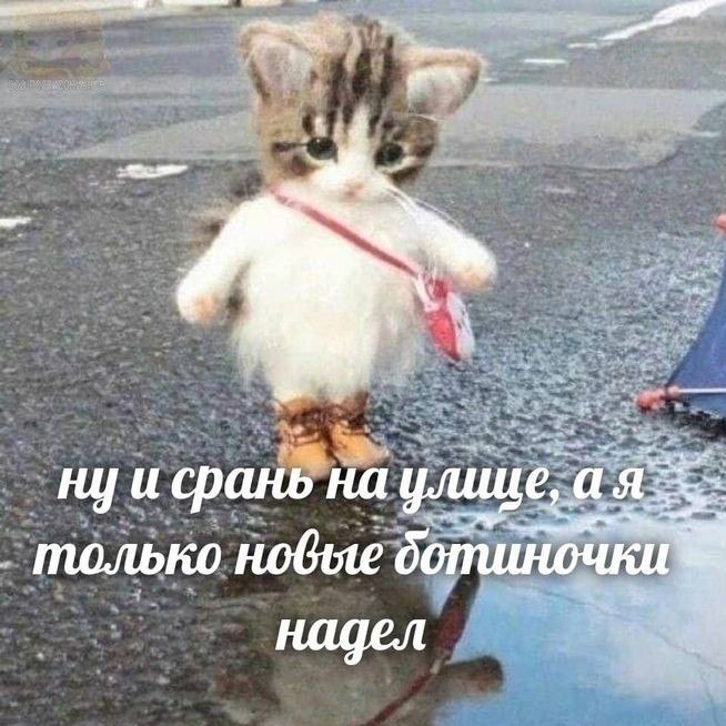 вот вам жизненный кот, можно распространять