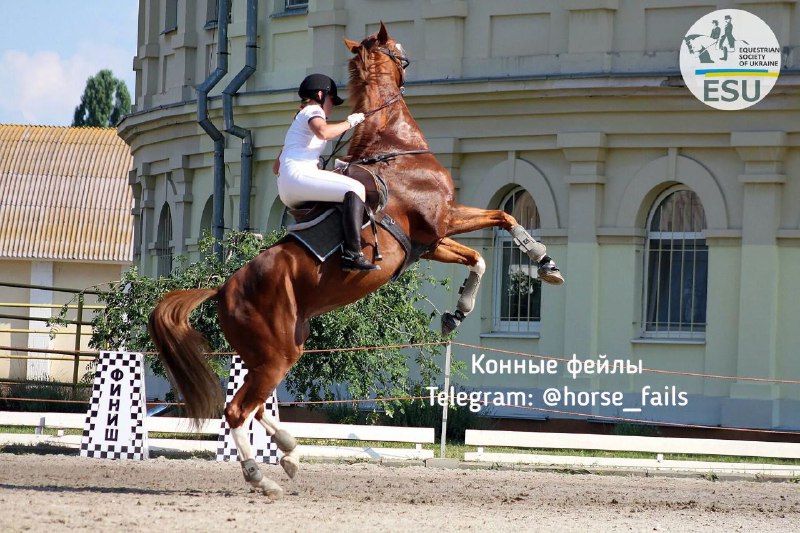 [Взято из: Конные фейлы](https://t.me/horse_fails)