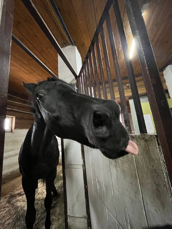 𝐔𝐥𝐢𝐛𝐚𝐬𝐲𝐚