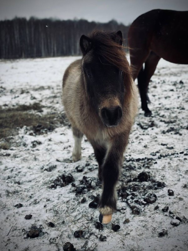 Horsemanship