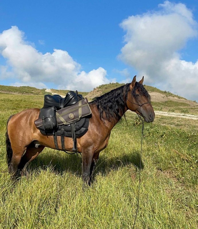 ***🐎***Сочетания таких качеств, как **высокая резвость …