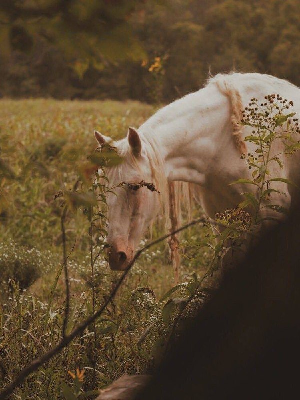 • Equestrian zone •