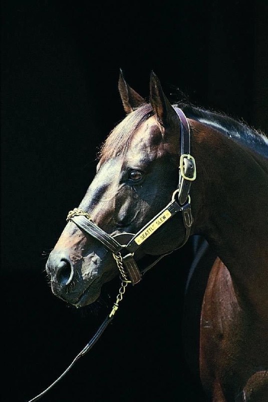 ***:: Великий Seattle Slew.***⚡️******