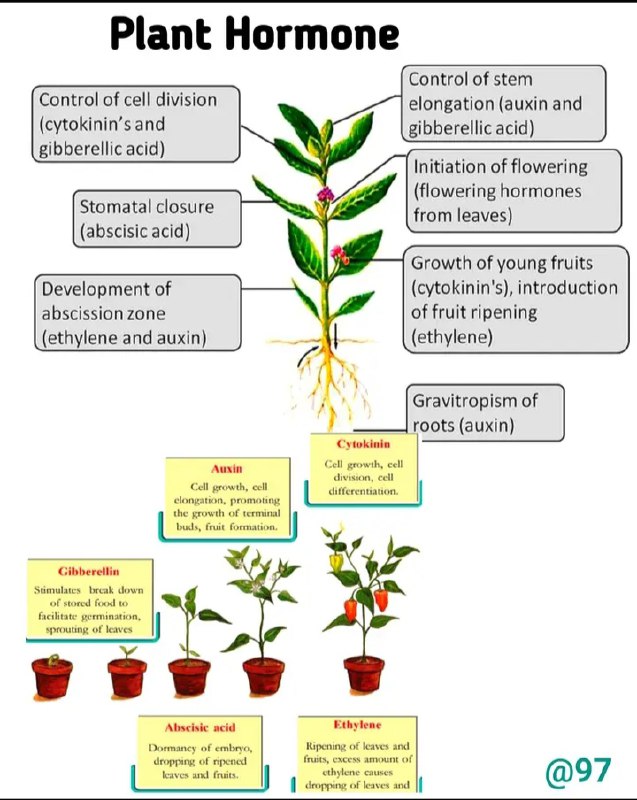 **Plant Hormone** ***🌱******🌱******🌱***