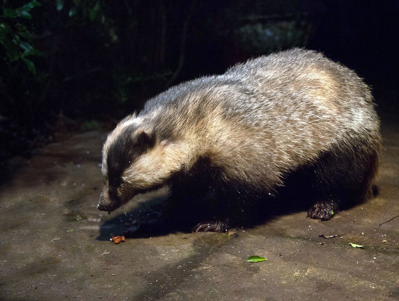 [***?***](https://api.tinyfox.dev/hourly/badger/48051530192_cde8e2ff69_c.jpg)