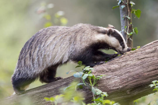 [***?***](https://api.tinyfox.dev/hourly/badger/tumblr_pe9tng8dMu1uvq9elo7_540.jpg)