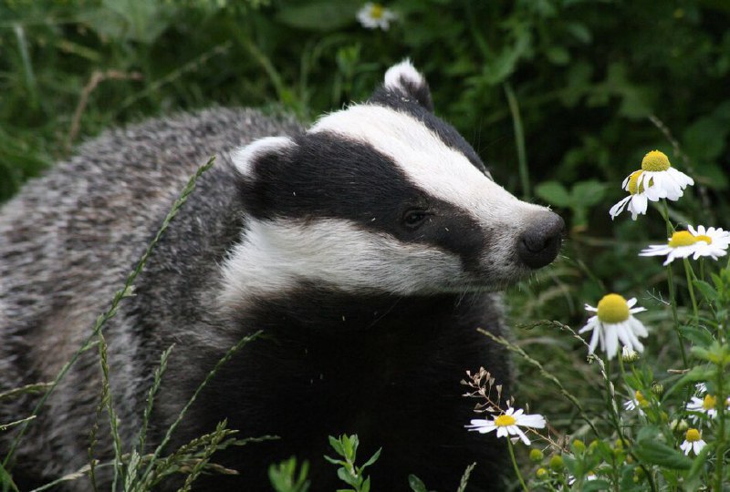 [***?***](https://api.tinyfox.dev/hourly/badger/DXlso2rWAAEoLka.jpg)