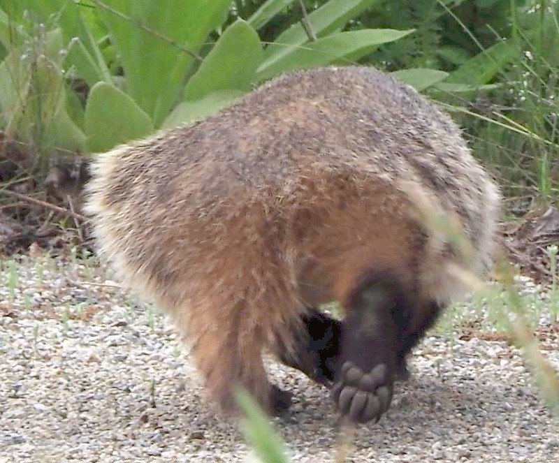 [***?***](https://api.tinyfox.dev/hourly/badger/52201060839_971f53038b_c.jpg)