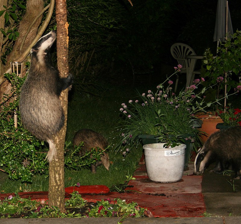 [***?***](https://api.tinyfox.dev/hourly/badger/6347974205_5f4148b155_c.jpg)