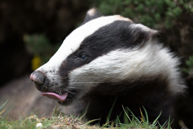 [***?***](https://api.tinyfox.dev/hourly/badger/34131865650_5368e8aa8b_c.jpg)